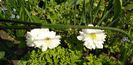 IMG-20200405-WA0091