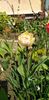 IMG-20200405-WA0093