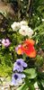 IMG-20200405-WA0095