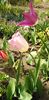 IMG-20200405-WA0105