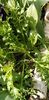 IMG-20200405-WA0107
