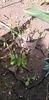 IMG-20200405-WA0114