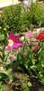 IMG-20200405-WA0115
