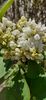 IMG-20200407-WA0008