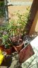 IMG-20200407-WA0013
