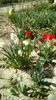 IMG-20200407-WA0035