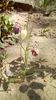 IMG-20200407-WA0037