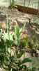 IMG-20200407-WA0041
