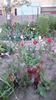 IMG-20200408-WA0014