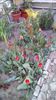 IMG-20200408-WA0016