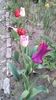 IMG-20200408-WA0018