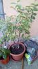 IMG-20200408-WA0023