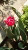 IMG-20200410-WA0010