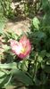 IMG-20200410-WA0016