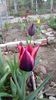 IMG-20200411-WA0008