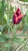 IMG-20200414-WA0005