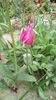IMG-20200414-WA0011