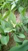 IMG-20200414-WA0012
