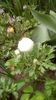 IMG-20200414-WA0017