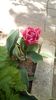 IMG-20200415-WA0011