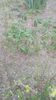 IMG-20200417-WA0010