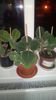 IMG-20200417-WA0015