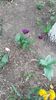 IMG-20200419-WA0012