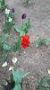 IMG-20200419-WA0013