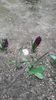 IMG-20200419-WA0015