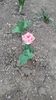 IMG-20200419-WA0020