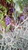 IMG-20200419-WA0041