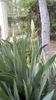 IMG-20200419-WA0043