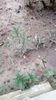 IMG-20200419-WA0046