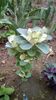 IMG-20200419-WA0053