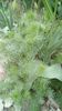 IMG-20200419-WA0061