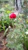 IMG-20200419-WA0067
