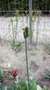 IMG-20200419-WA0075