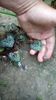 IMG-20200419-WA0078