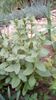 IMG-20200419-WA0080