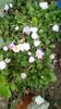IMG-20200419-WA0090