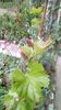 IMG-20200419-WA0098