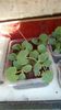 IMG-20200420-WA0004