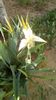 IMG-20200420-WA0006