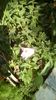 IMG-20200420-WA0011