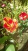 IMG-20200421-WA0005