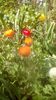 IMG-20200421-WA0007
