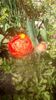 IMG-20200421-WA0010