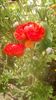 IMG-20200421-WA0011