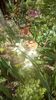 IMG-20200421-WA0013