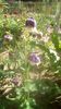 IMG-20200421-WA0018
